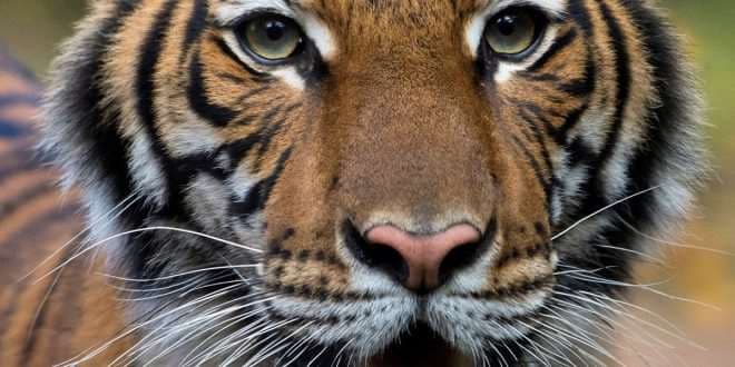 Una tigresa malaya dio positivo el domingo al Covid-19 en el Zoológico del Bronx, en Nueva York