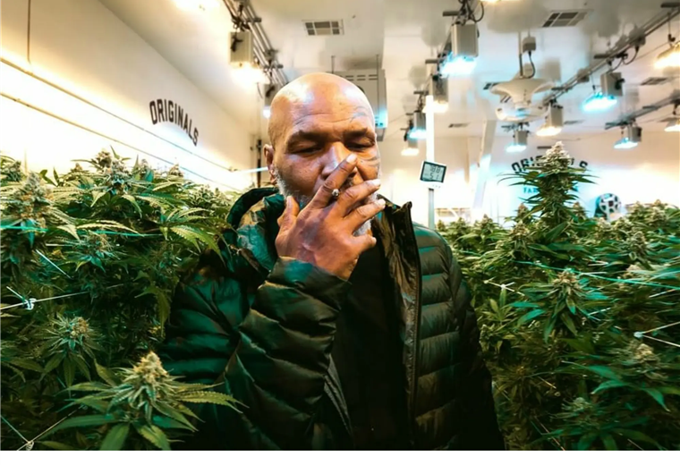 MIke Tyson consume bastante cannabis