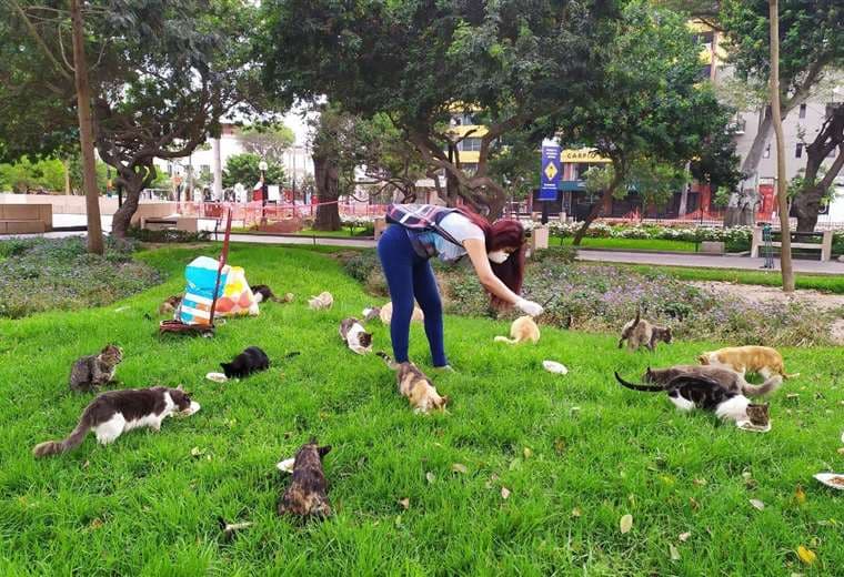 Voluntarios desafían el coronavirus para alimentar gatos callejeros
