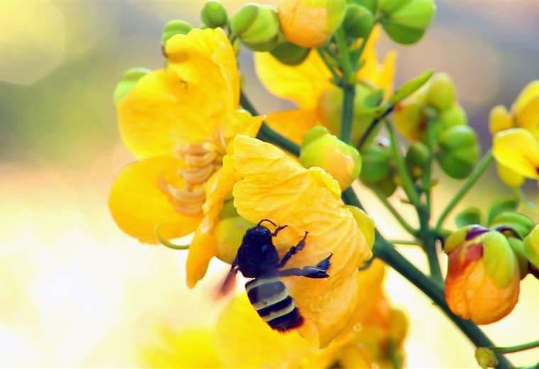 Mamuris, las abejas polinizadoras de la castaña