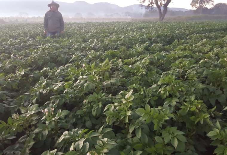 Los productores que siguieron recomendaciones de protección de cultivos no sufrieron daños mayores, según la Gobernación