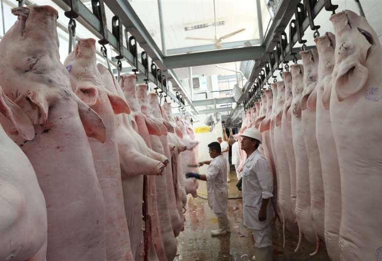 Precio de la carne de cerdo continúa en caída y el sector revela cierre de al menos un 40% de las granjas 