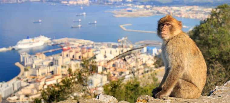 Tocar a los macacos del peñón de Gibraltar será delito