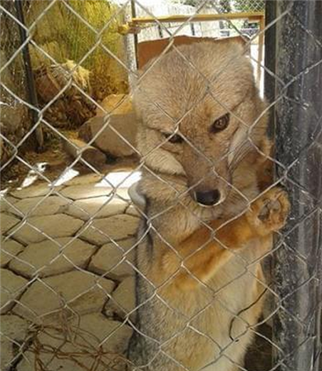 Las imágenes del zorro ‘Antonio’ circulan en las redes sociales. Foto. Internet 