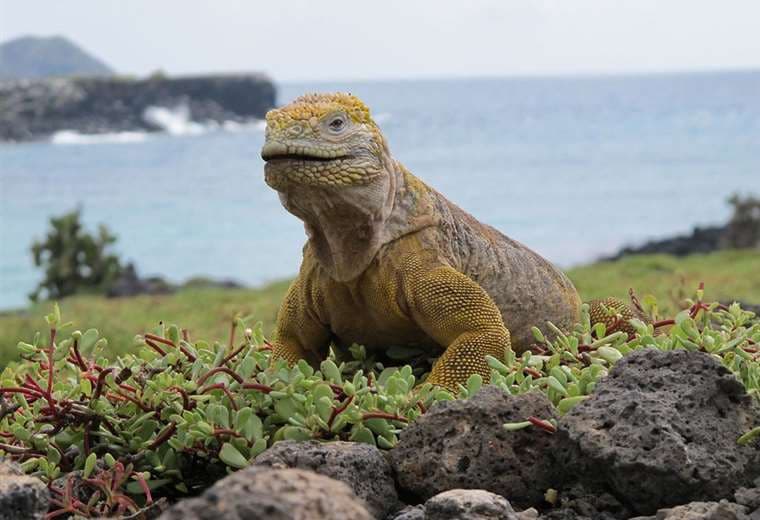 La ciencia y turismo en Galápagos
