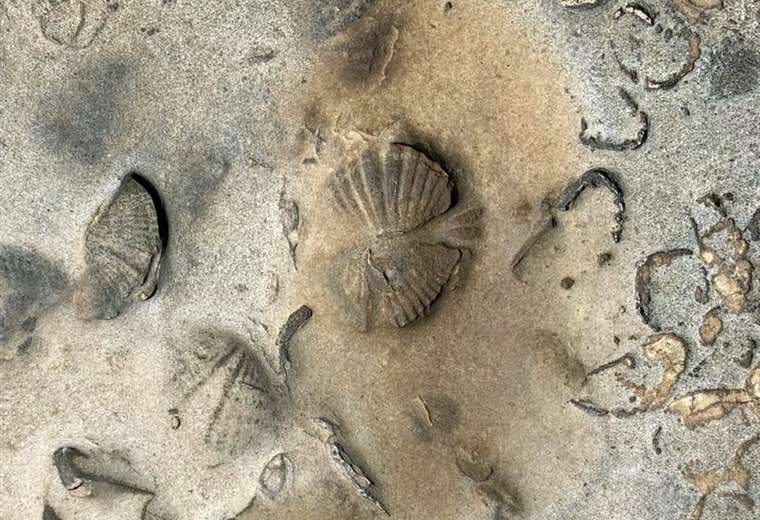 Los fósiles marinos encontrados en el Tipnis. Foto AFP