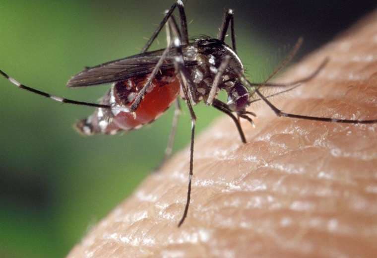 El mosquito flebótomo es el transmisor