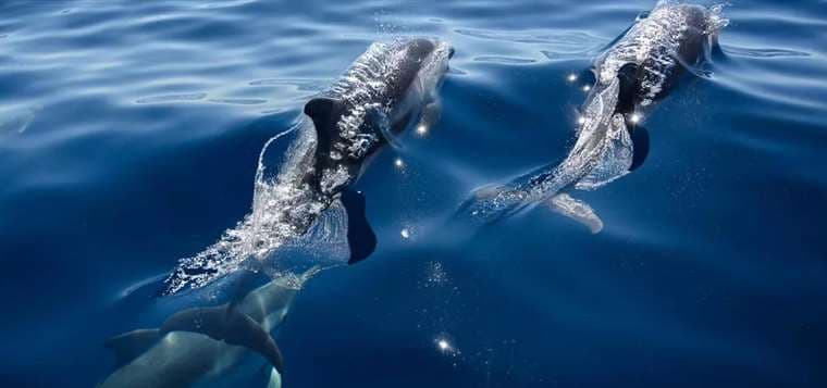 Dos cetáceos en el Mediterráneo. Foto AFP
