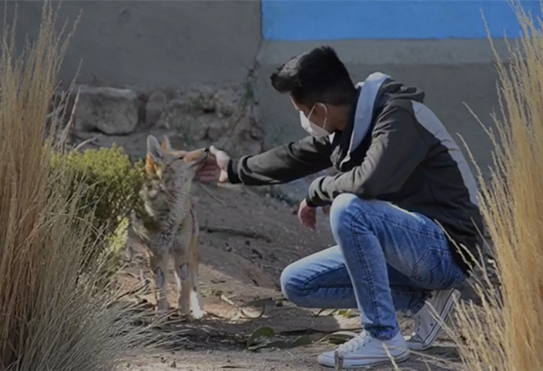 El zorro ‘Antonio’ se reencontró con Brayan Ajhuacho, el orureño que lo crió. Foto. Ministerio de Medio Ambiente  