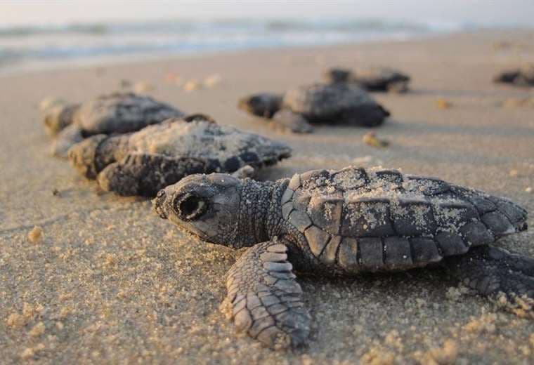 Crías de tortuga en una playa. Foto Internet