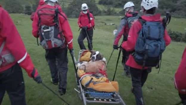 La perra rescatada. Foto Internet
