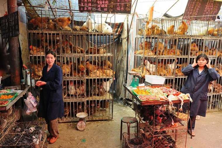 Un mercado de animales en China. Foto Internet