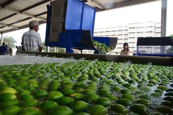 Totaí Citrus suspenderá actividades en su área de industrialización por fuerza mayor