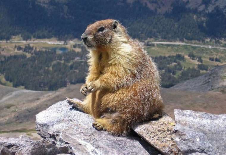 Una marmota fue consumida cruda. Foto Página 12