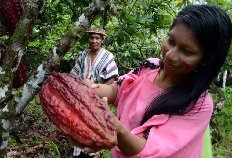 El secreto del "chocolate más exquisito del mundo" que guarda el Amazonas en Perú