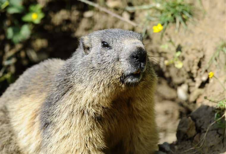 Una marmota en su hábitat. Foto AFP