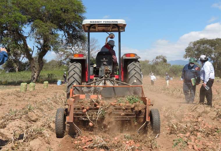 Edil Durán, compartió su logro en el día de cosecha en su propiedad en Samaipata / Foto: Gobernación de Santa Cruz  