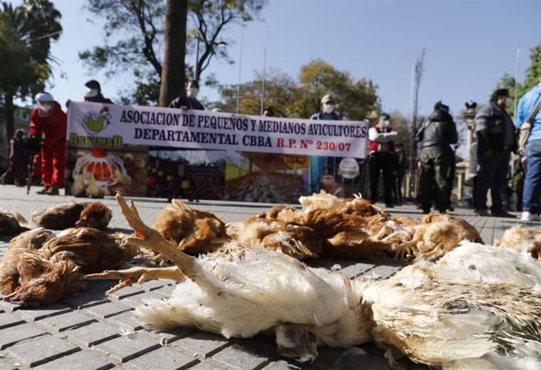 Por falta de alimentos los pollos se comen entre ellos (Foto: David Flores, APG Noticias)