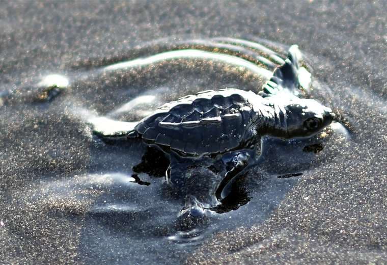 Una tortuga negra se dirige al Pacífico desde una playa de Guatemala. Foto AFP