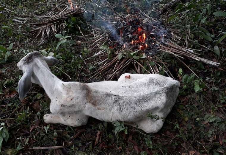 Productores hicieron fuego para atenuar el frío en el ganado /Foto: Alberto Gutiérrez