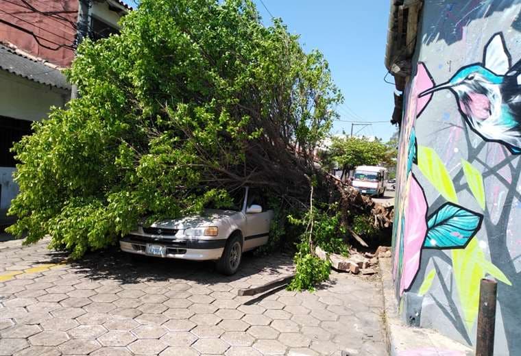 Árbol cae sobre un vehículo en el centro de la ciudad