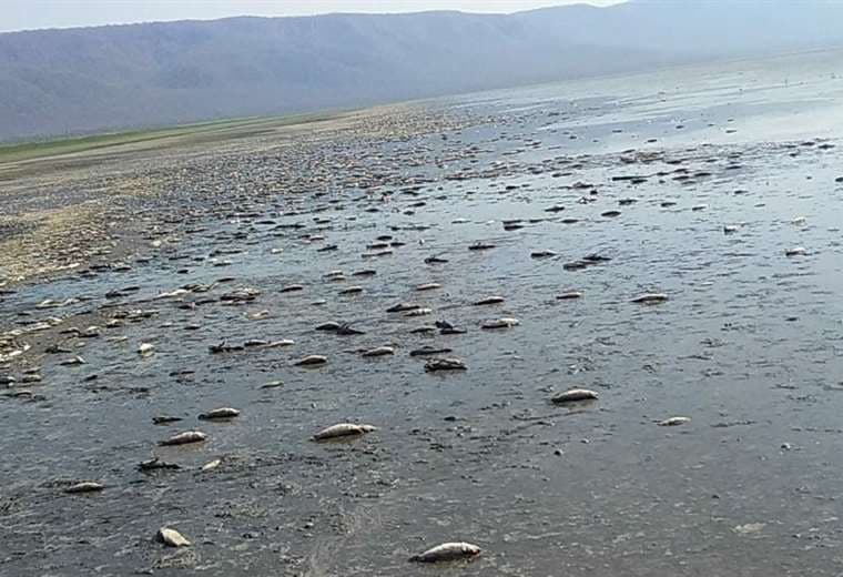 Una mortandad de peces en la laguna Concepción del municipio de Pailón