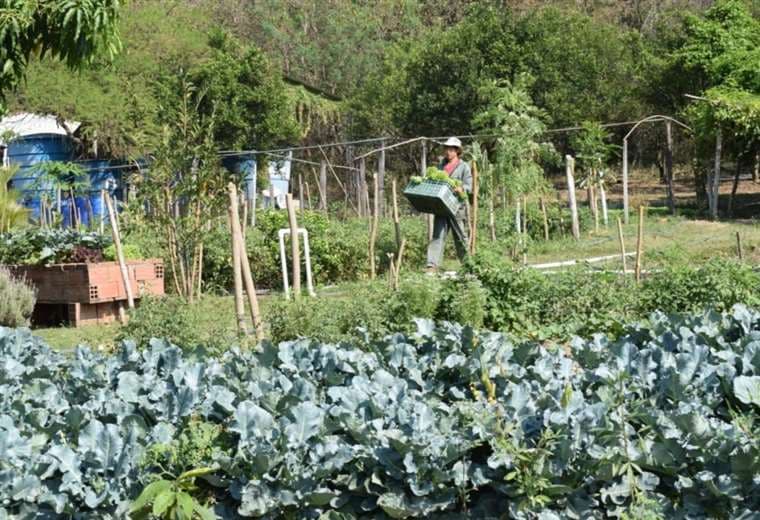 La Plataforma defiende la producción agroecológica en el país /Foto: Probioma  
