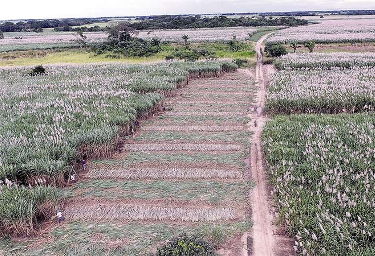 La frontera agrícola cañera registra más de 164.000 hectáreas. Foto: Fuad Landívar