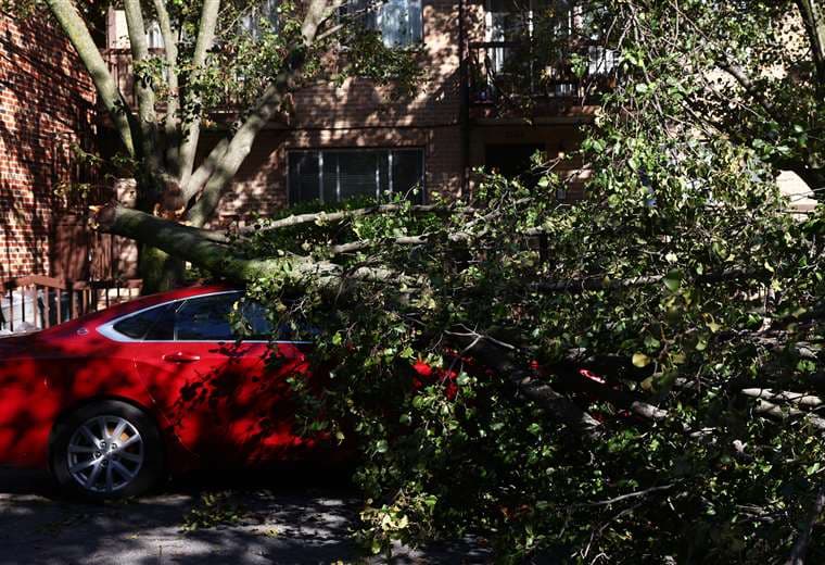 Un árbol caído tras el paso de Isaías por Astoria, en Nueva York. Foto AFP