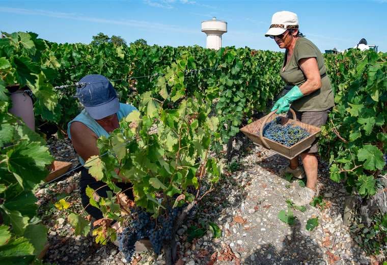 Trabajadores temporeros en la cosecha de uva. Foto Internet
