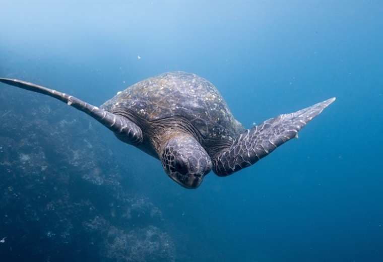 La reserva marina de las Galápagos cuenta con más de 2.900 especies diferentes