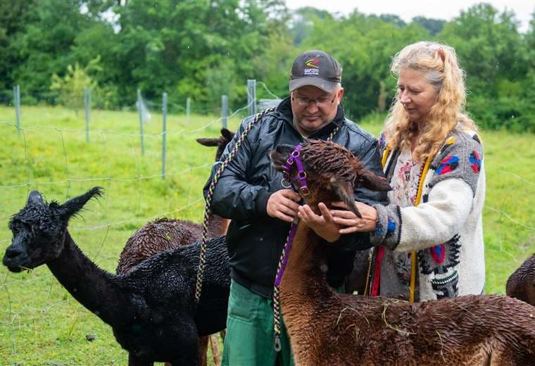 Silke Lederbogen líder de un programa para delincuentes y su paciente le ponen un cabestro a una alpaca. Foto AFP