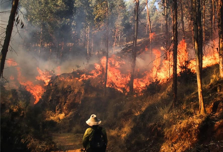 El incendio en el municipio cusqueño de Ocongate arrasó con unos 500 árboles de pino. Foto. Andina.pe