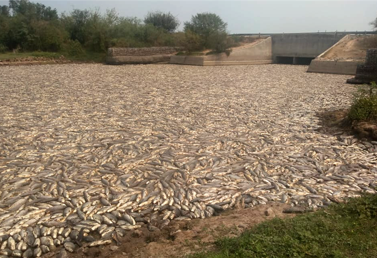 Mortandad de peces en el Pilcomayo. Foto. Sistema de Monitoreo y Alerta Temprana
