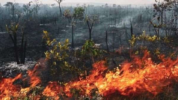 La deforestación y los incendios diezman a la Amazonia. Foto Internet