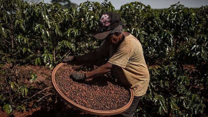 Brasil tuvo una gran cosecha de café. Foto Internet