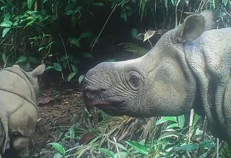 Lutero (izq.), una de las crías de rinoceronte. Foto AFP