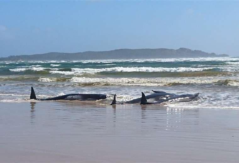 Ballenas varadas en playas de Australia. Foto AFP