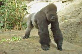 Malabo, un gorila de más de 200 kg. ataco a una cuidadora del zoo de Madrid