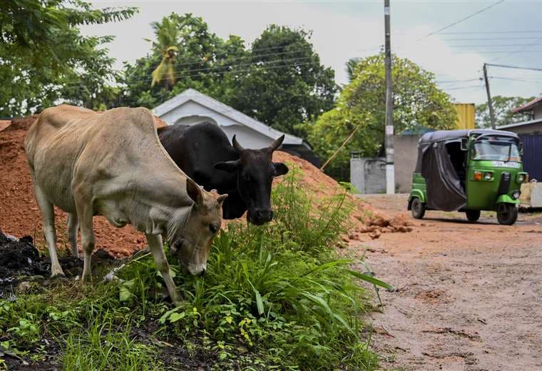 Dos vacas pastan en las afueras de Colombo, capital de Sri Lanka. Foto AFP