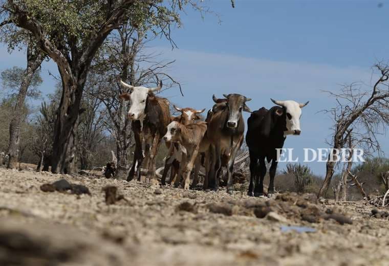 La sequía y el contrabando de ganado golpean al Chaco