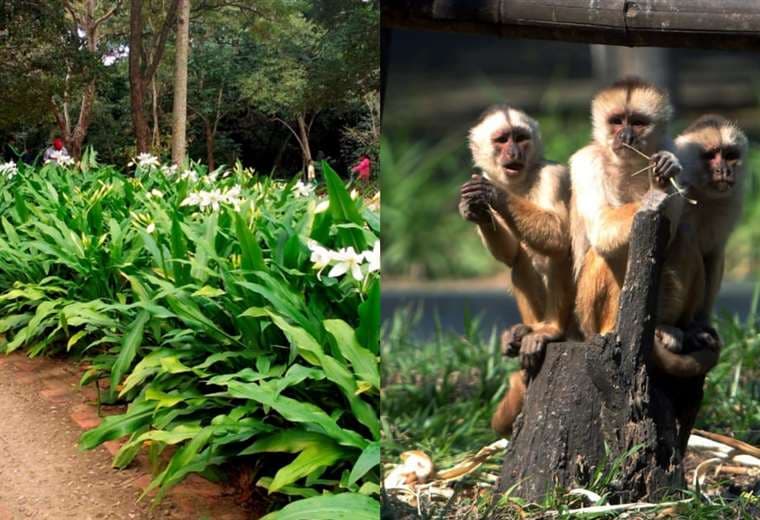 Jardín Botánico y tres ejemplares de los monos cariblanca