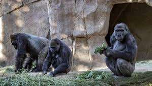 Dos gorilas de zoológico en el oeste de EEUU dan positivo al Covid-19