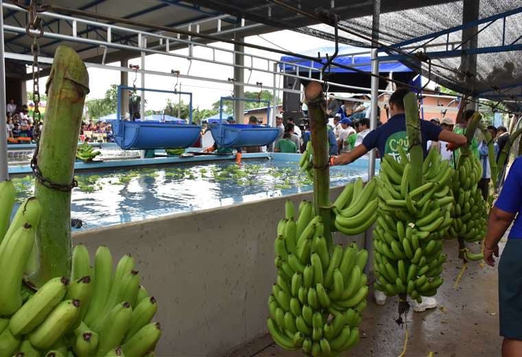 Las exportaciones de bananas crecieron un 25%/Foto: ABI