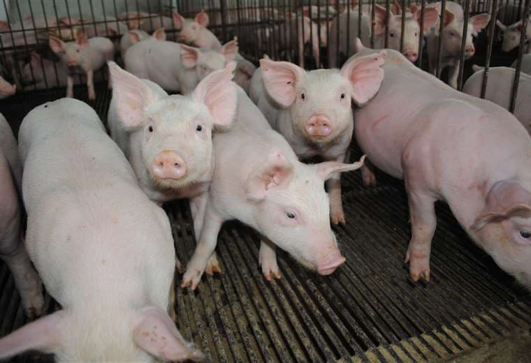 La lucha contra la peste porcina clásica está en su fase final (Foto: Internet)