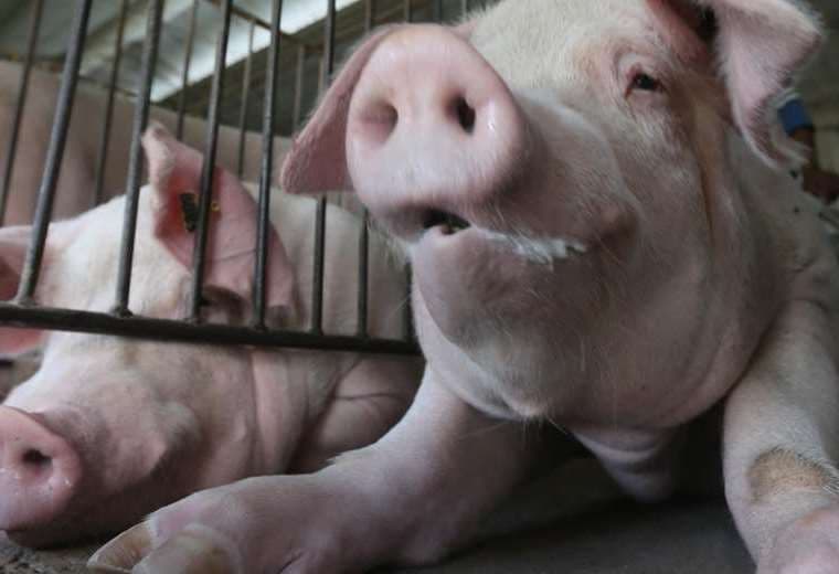 La producción mensual de carne de cerdo alcanza a los seis millones de kilos