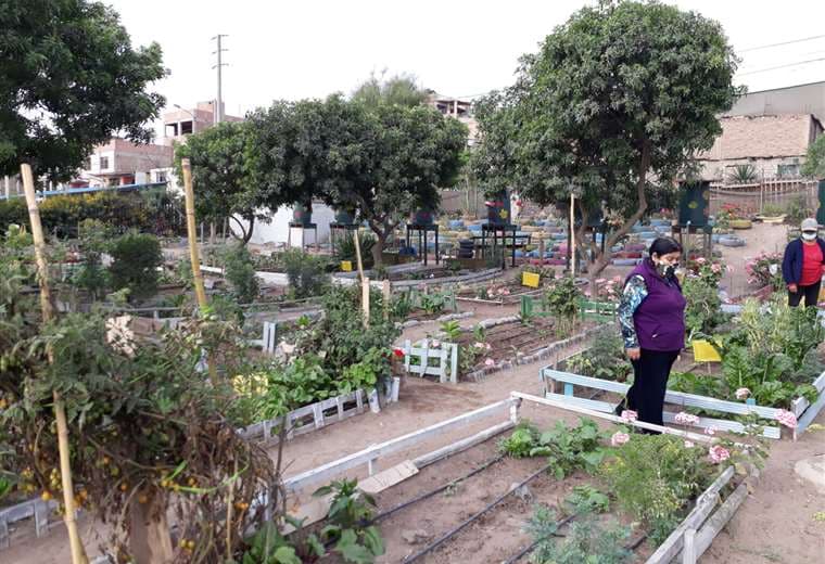 Trabajo conjunto de mujeres convierte un basurero en un huerto ecológico en Perú