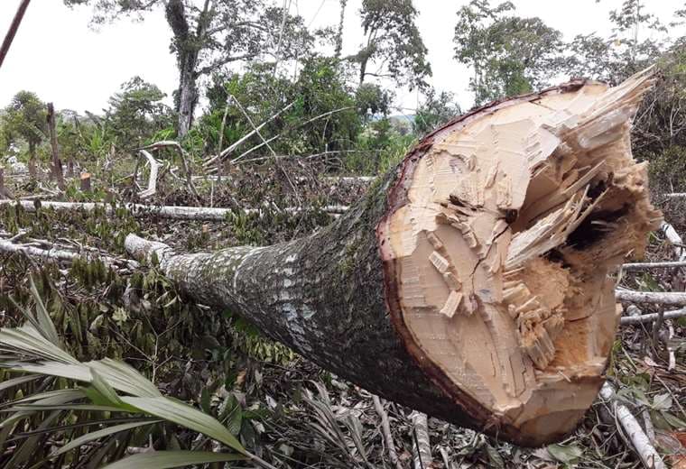 Denuncian la deforestación en el área de protección del río Ichilo. Foto: S. Prado