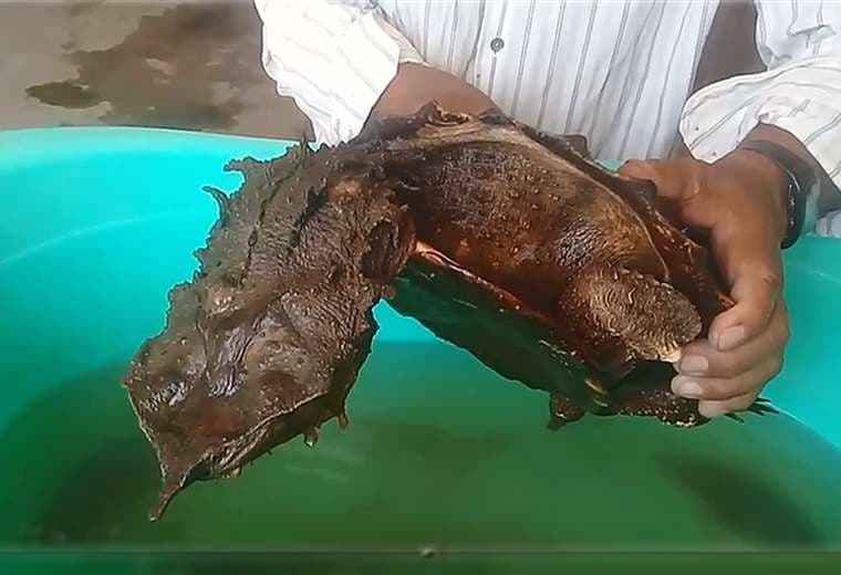 Un vecino encontró a la rara tortuga en Guarayos 