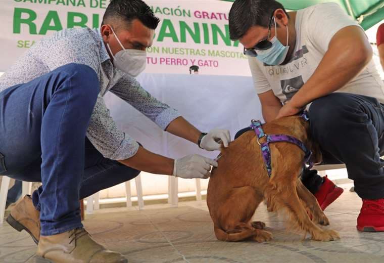 La vacunación gratuita para perros y gatos será en la capital cruceña/Foto Gobernación